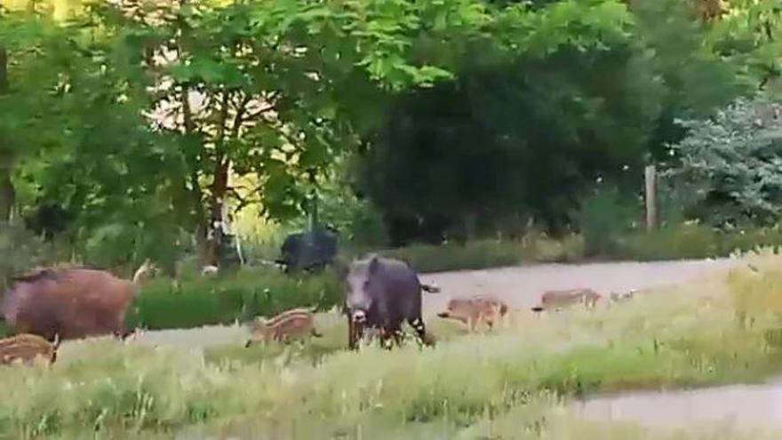 Un grup de senglars es passeja per la zona del Congost i un d'ells s'enfronta a un home per defensar les cries