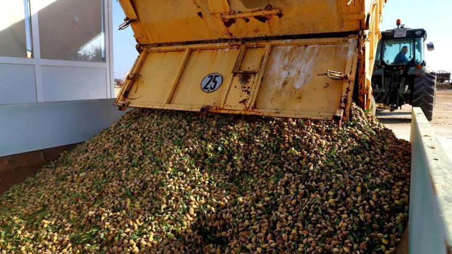 UPA cree que la producción de almendra se reducirá al 30%