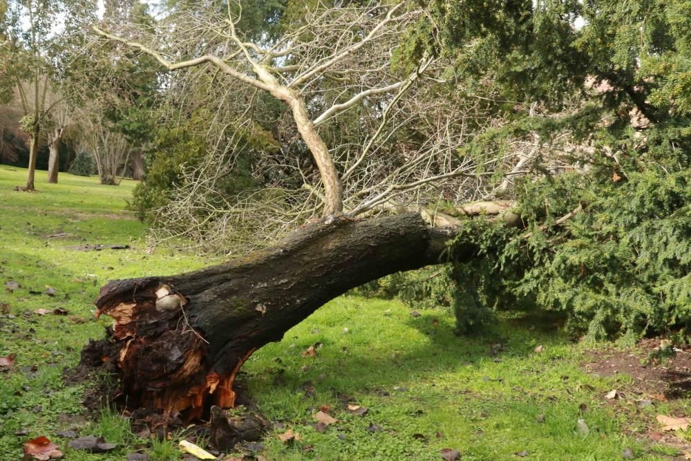 Temporal en Zamora.