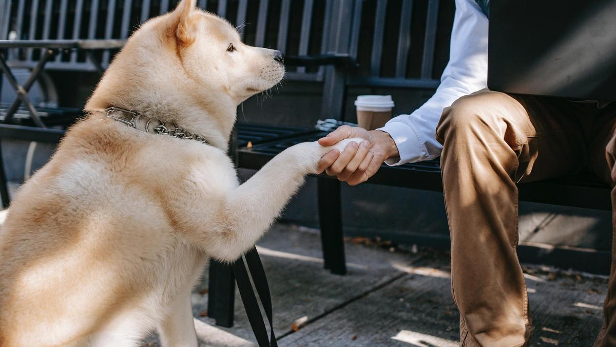 Al margen de que dejen de ser considerados las mascotas objetos, se han implementado nuevas normas.