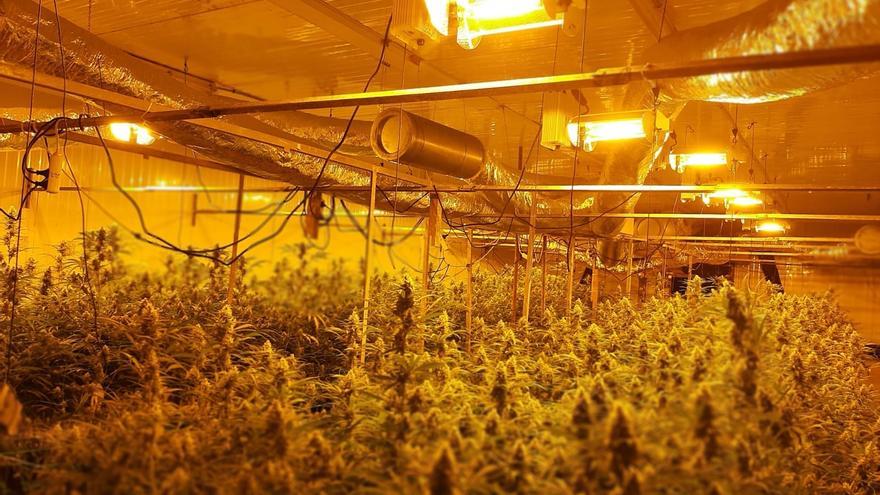 Troben 1.200 plantes de marihuana en una fàbrica de la Torre de Claramunt