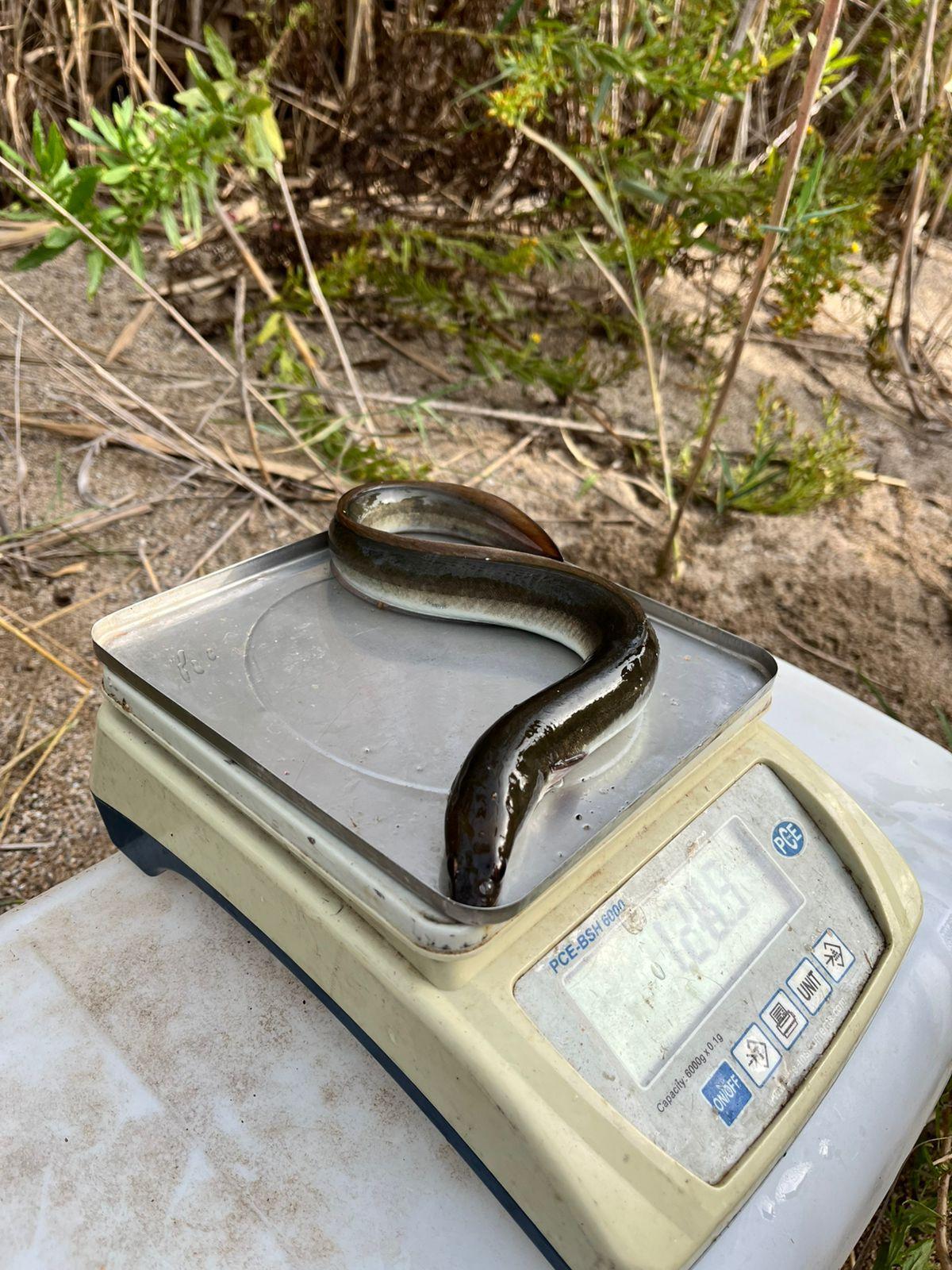 Investigadores del proyecto AnguillaMed capturan ejemplares de anguila en la laguna de la Ricarda