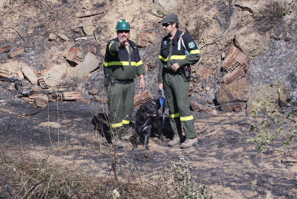 Piris, l'agent caní que detecta l'origen del foc