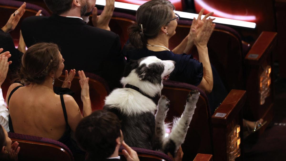 Perro Messi Oscars