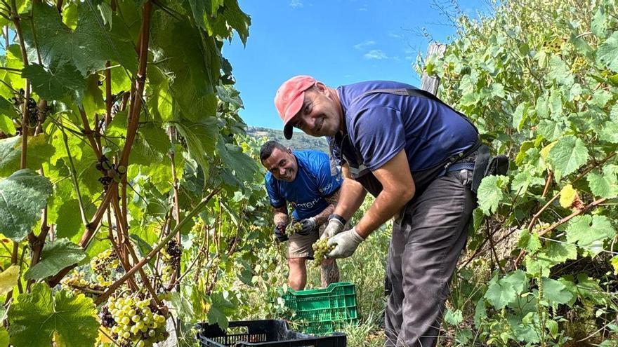 El vino de Cangas vive una vendimia adelantada: el 30 por ciento de la cosecha ya está en bodega