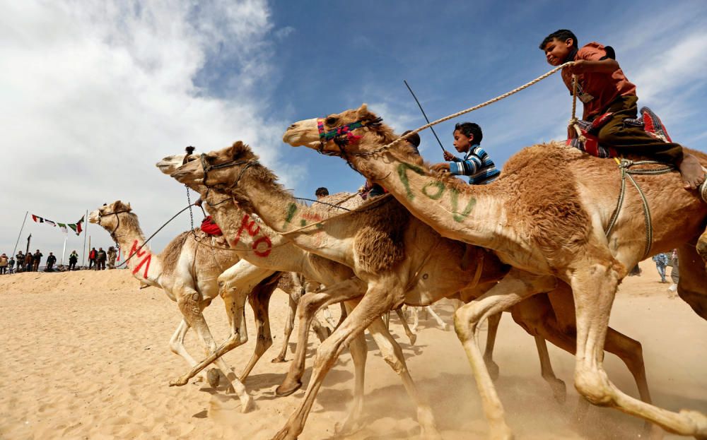 EGYPT-CAMELS/