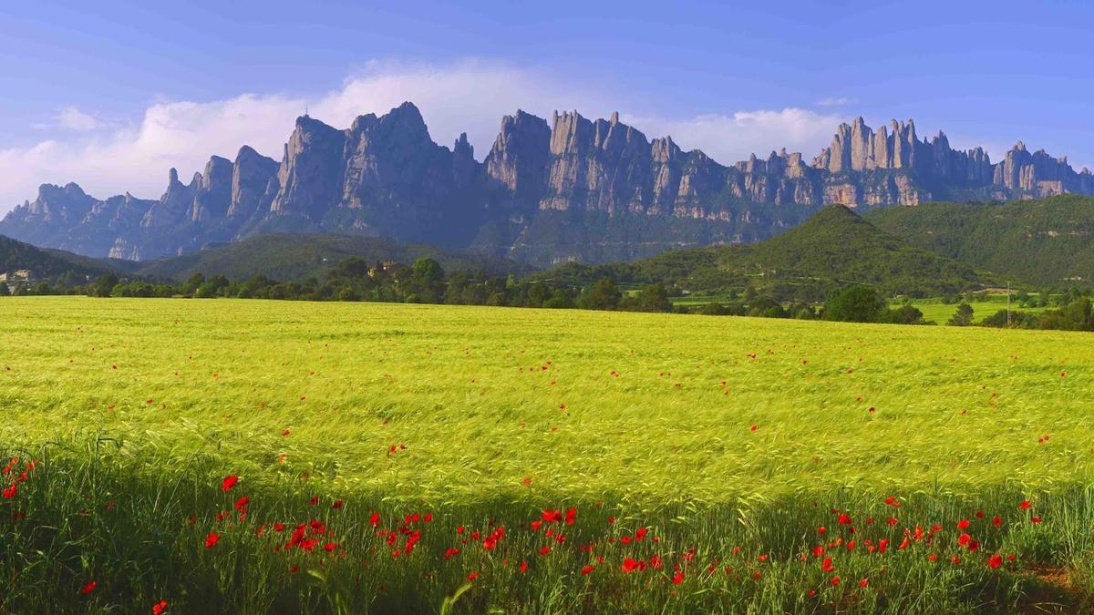 Zona del Pla del Mas Roig de Castellbell, una de les més freqüentades