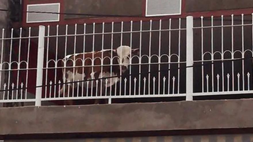 El sorprenent cas d&#039;un pagès que criava vaques al balcó d&#039;un cinquè pis