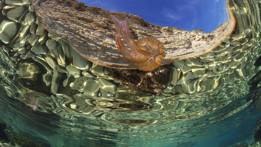 Medusas flotando cerca de la superficie en la isla de sa Conillera.