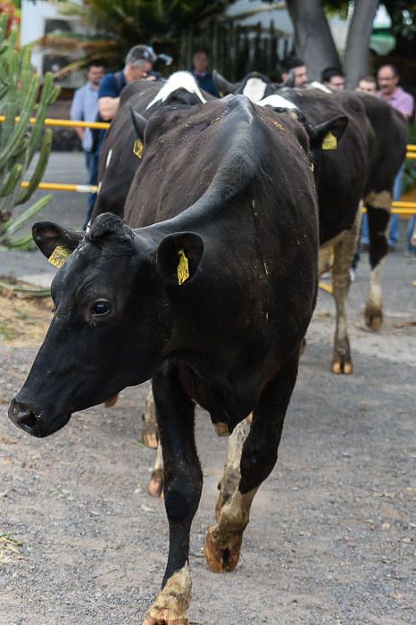 El Cabildo recibe 33 vacas