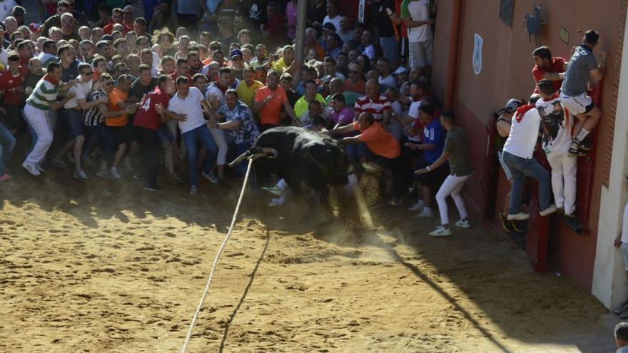 Fiestas del Toro Benavente: Mejoras en la salida del toril y visita virtual a los astados