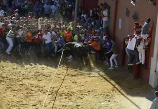 Fiestas del Toro Benavente: Mejoras en la salida del toril y visita virtual a los astados