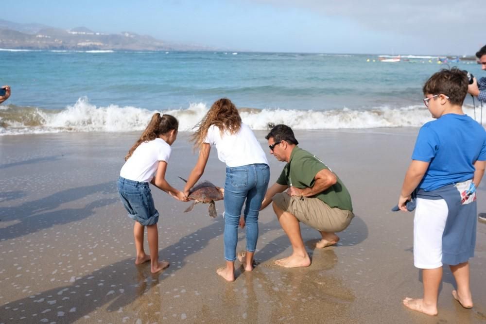 Suelta de una tortuga boba en Las Canteras