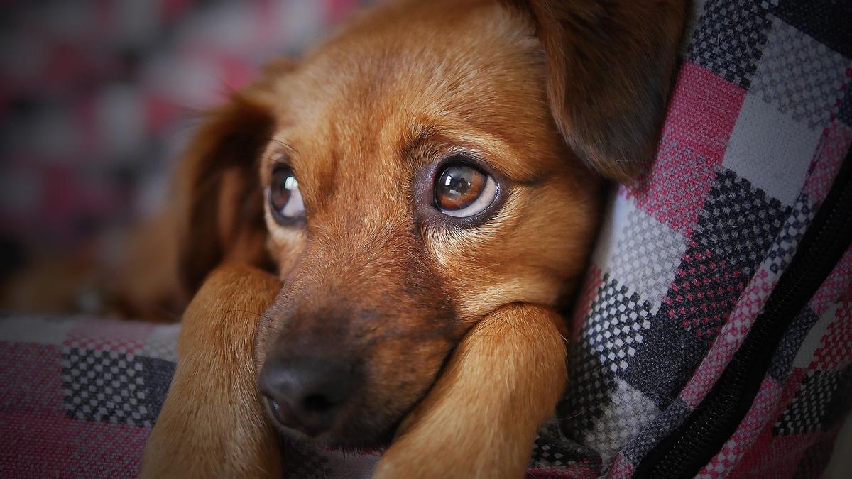 Los perros son capaces de detectar hasta cambios hormonales.