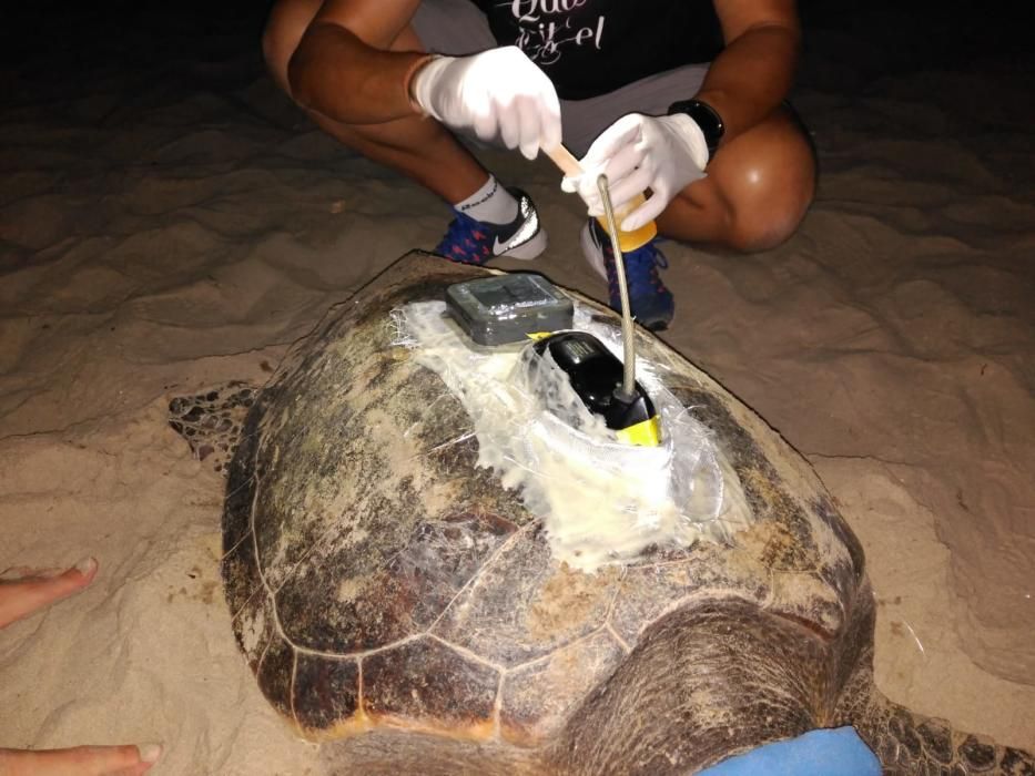 El ejemplar no ha desovado finalmente en la playa de Cala Capitana. Los biólogos han tomado muestras genéticas, han realizado una ecografía y le han colocado un gps.