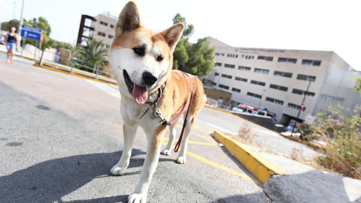 Maya, la perra que espera a su dueña en la puerta de un hospital