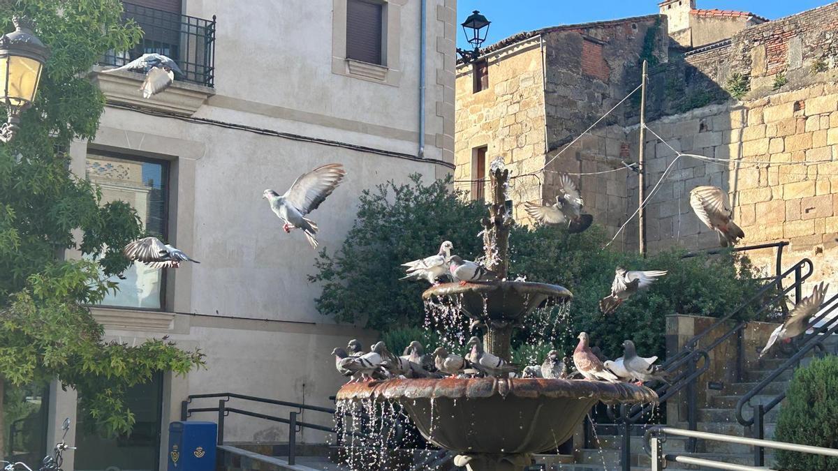 Palomas en una fuente en Coria.