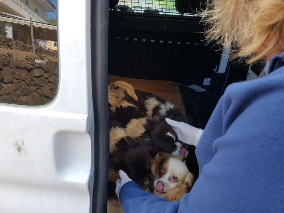 Retira 40 perros en una casa okupada en Tenerife