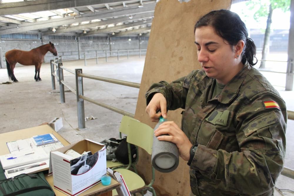 Embestidas militares de 600 millones de espermatozoides para las yeguas asturianas