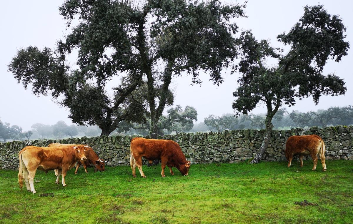Galería | Así es Albalá, un pueblo de Cáceres