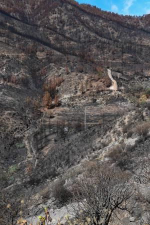 15-10-19 SUPLEMENTOS. ZONA CUMBRERA. ZONA CUMBRERA. Reportaje zonas quemadas tras dos meses. Reportaje triple entrega sobre el paisaje quemado, al cumplirse dos meses. La primera parte será Los tesosos de la Cumbre, en plan más positivo, con los brotes verdes, lugares que visitar. Un segundo con los héroes sin capa, sus protagonistas y una tercera con Lo que el fuego se llevó o Lo perdido, la parte más triste.  Fotos: Juan Castro.  | 15/10/2019 | Fotógrafo: Juan Carlos Castro