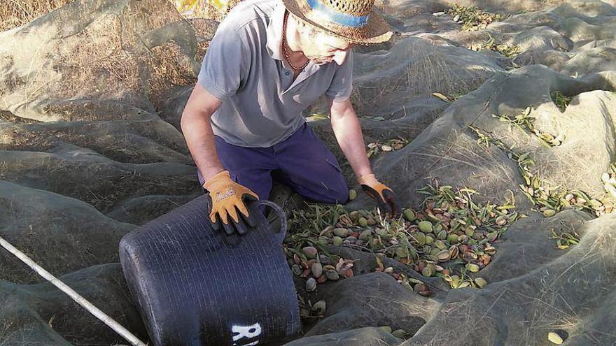 Roberto Fariza en plena labor de recolección de almendras en Fermoselle.