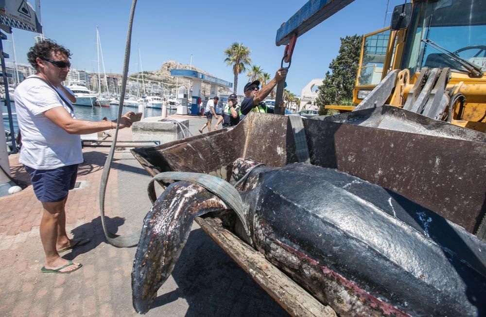 Una tortuga de300 kilos aparece muerta en La Albufereta