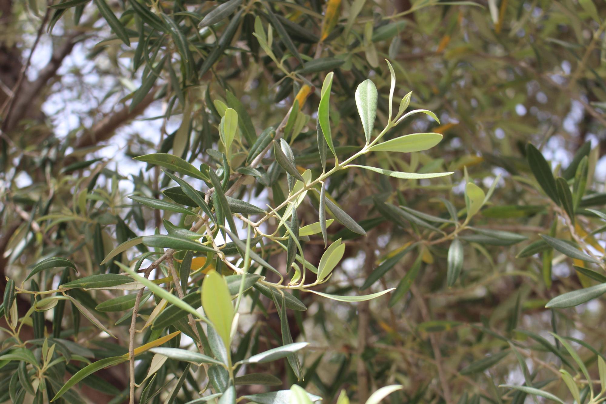 Los desbordados olivos de Castellar-Oliveral