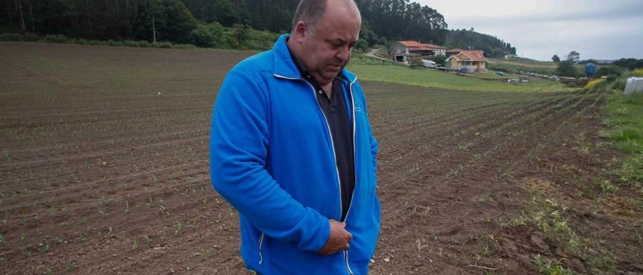 José Ramón González Uría, &quot;Monchu&quot;, camina por una de sus plantaciones en Condres.