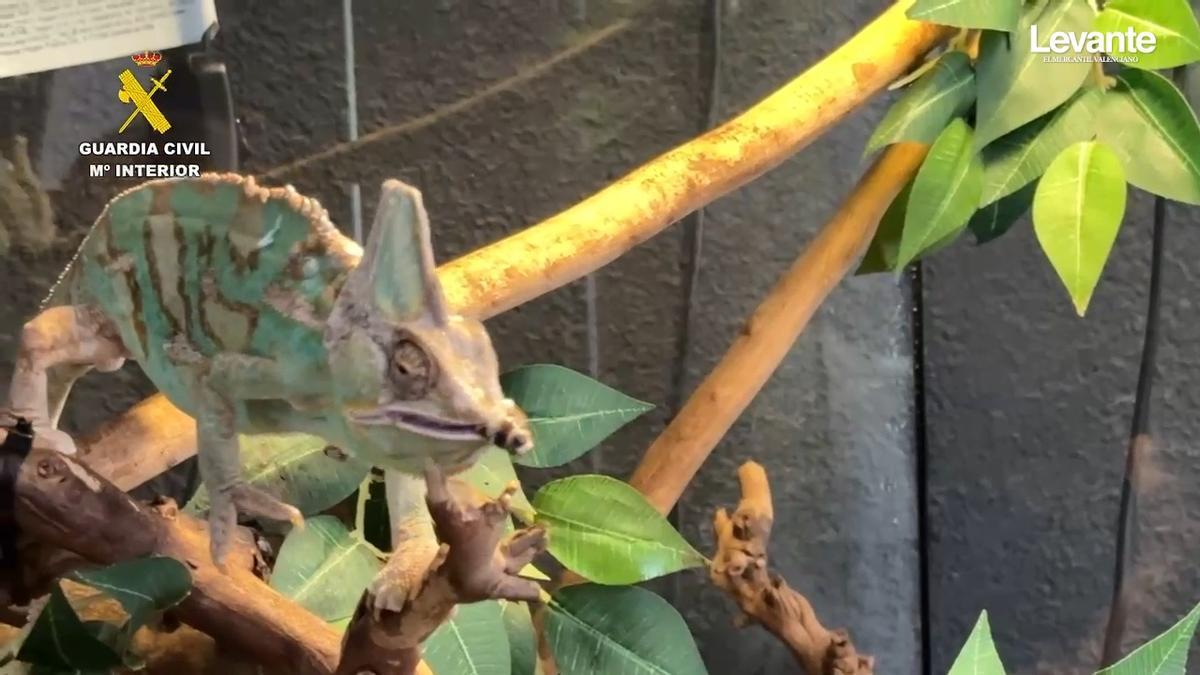 Intervenidos cerca de 500 animales exóticos protegidos en un falso refugio de Ávila