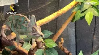 Intervenidos cerca de 500 animales exóticos  protegidos en un falso refugio de Ávila