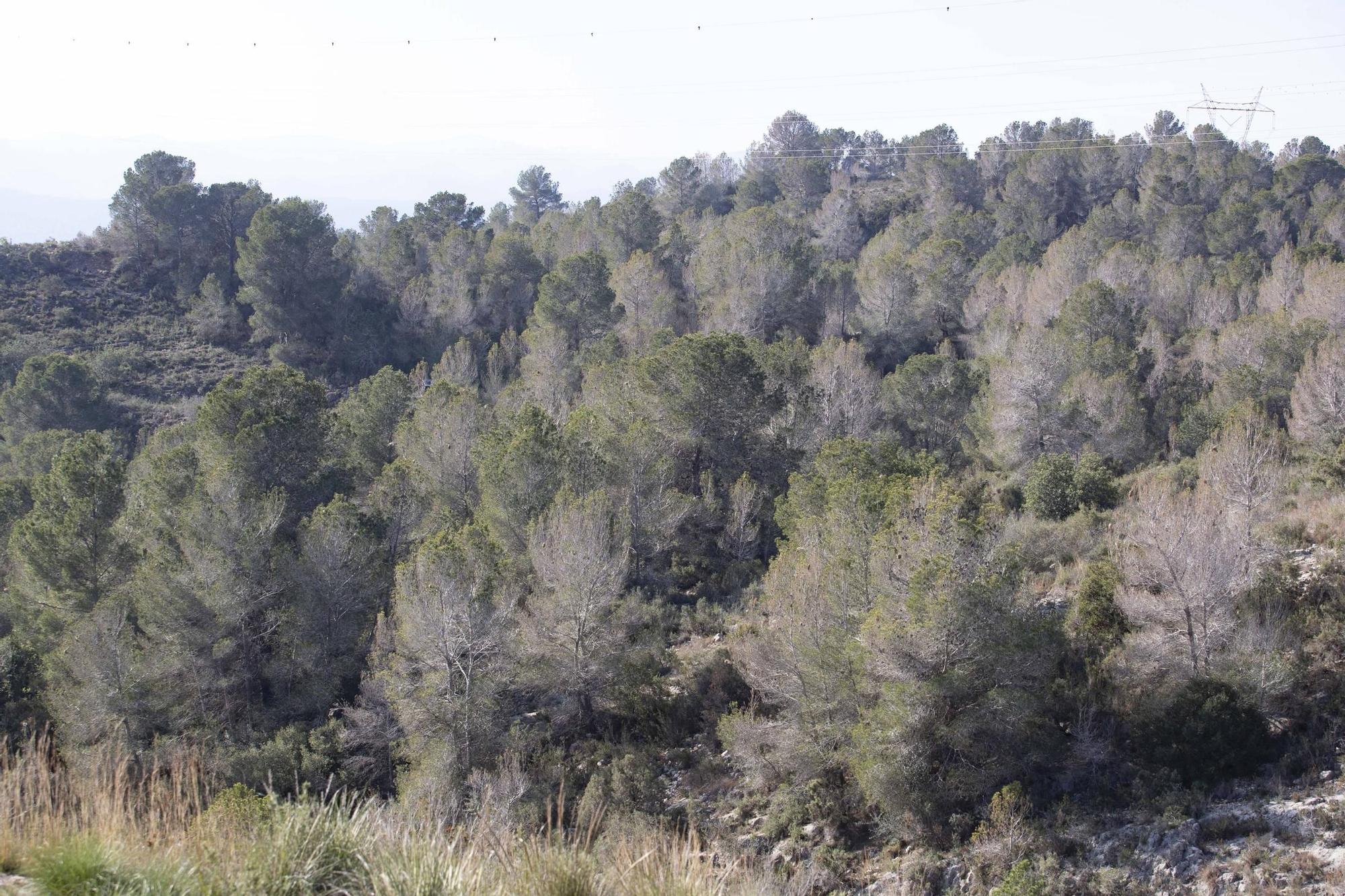 La procesionaria, una plaga que se expande en las zonas naturales