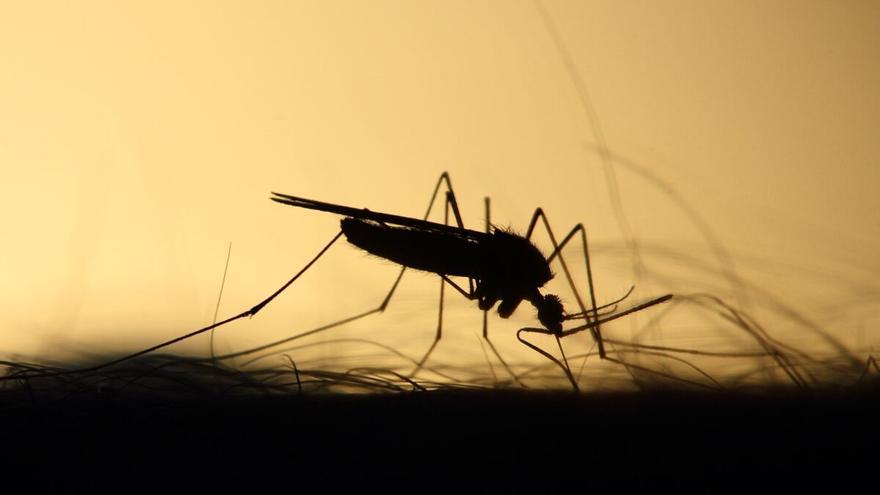 Alergia a los mosquitos: ¿Qué hacer ante una reacción?