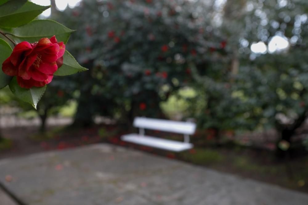 Camelias en el Botánico