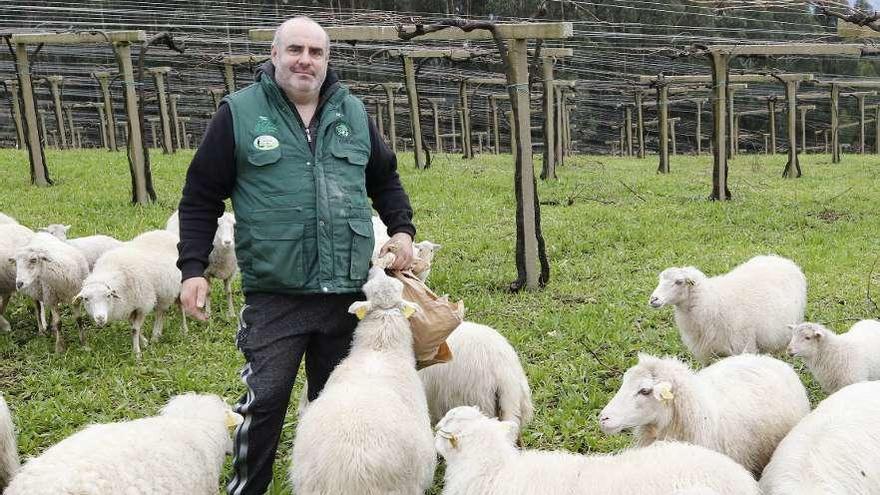 El pastor Hugo Martínez Villar con sus ovejas gallegas, criadas en libertad.  // Alba Villar