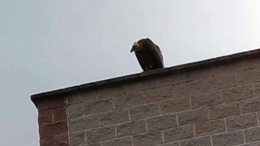 El CREA de Los Villares captura a un buitre leonado en un tejado cercano al colegio Cervantes