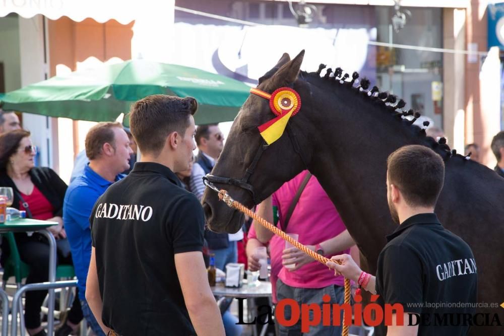 Caballo a pelo Caravaca (Desfile)