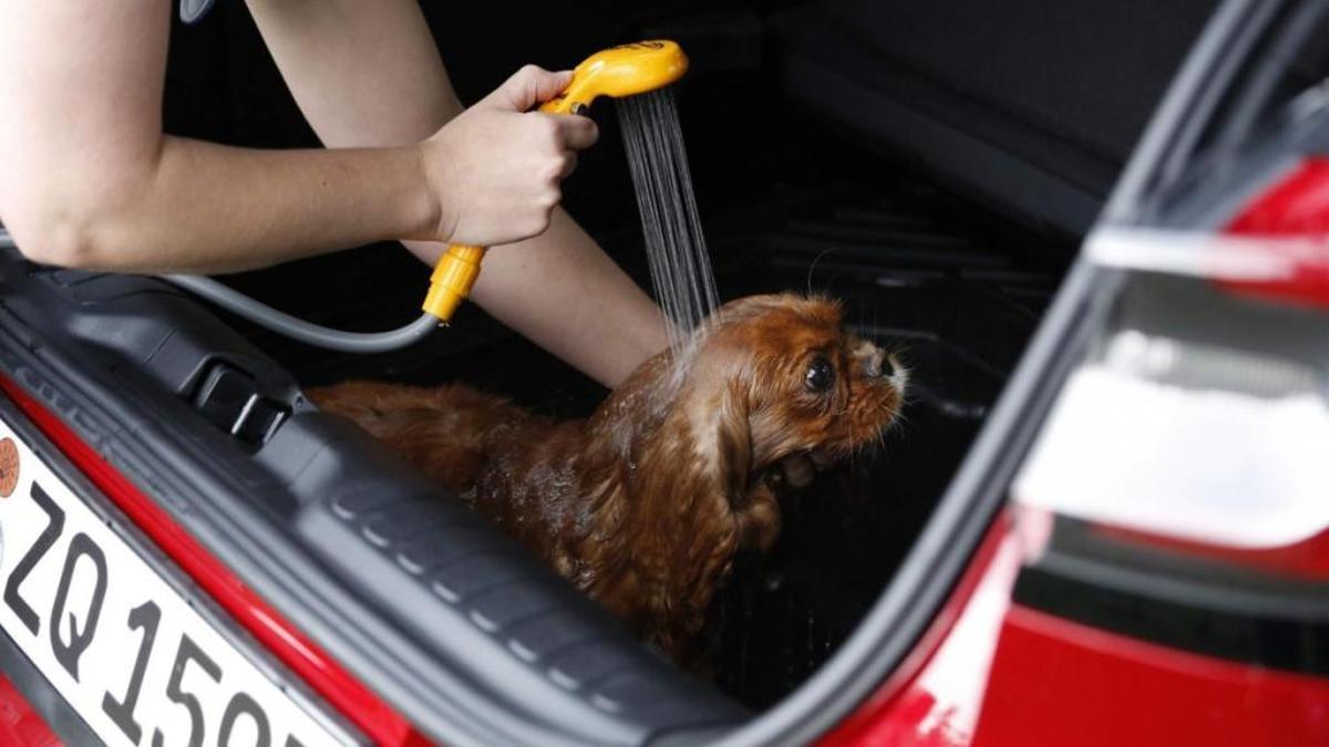 Ford convierte el maletero del nuevo Puma en un salón de belleza para mascotas