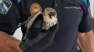 Rescatan un halcón peregrino herido en Poio