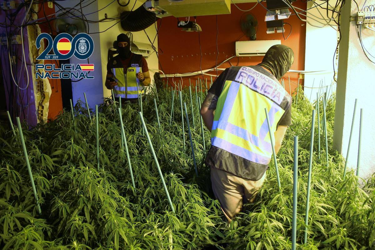 Agentes de la Policía Nacional, junto a algunas de las plantas.