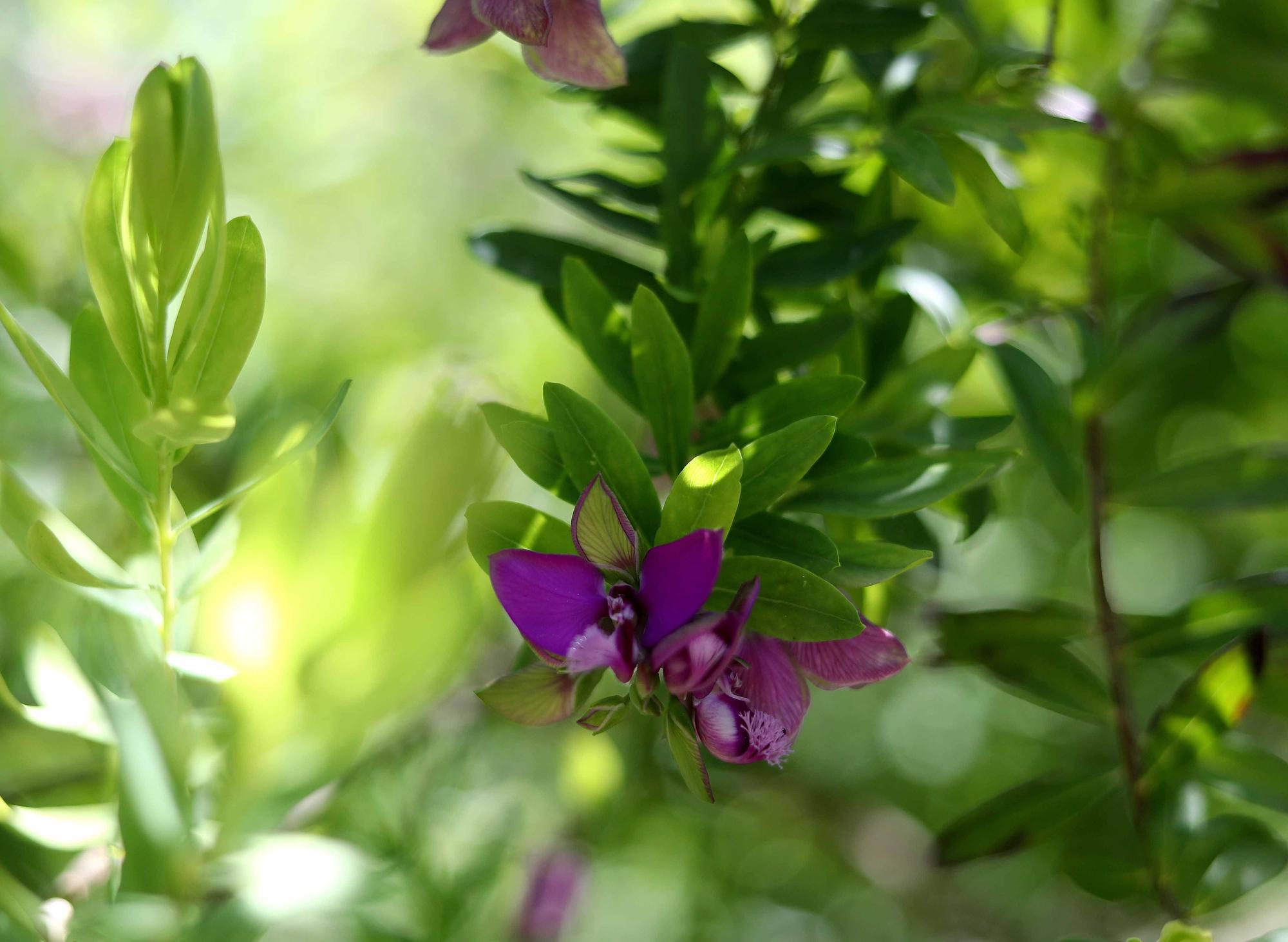 Las flores del Jardín Botánico en primavera