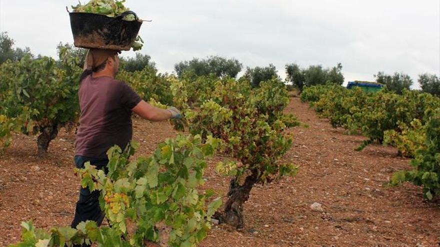 Denuncian que los precios del vino siguen sin beneficiar este año a los viticultores