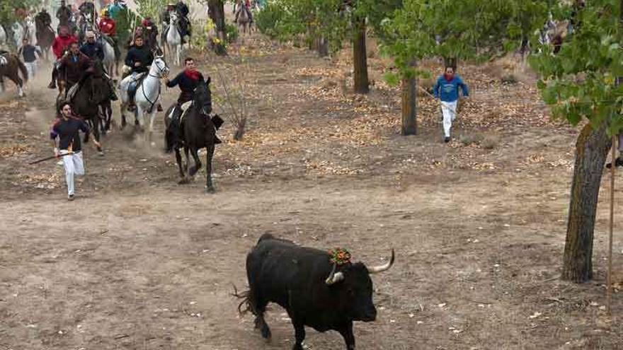 &quot;Rompesuelas&quot;, el Toro de la Vega abatido ayer en Tordesillas por &quot;Cachobo&quot;.