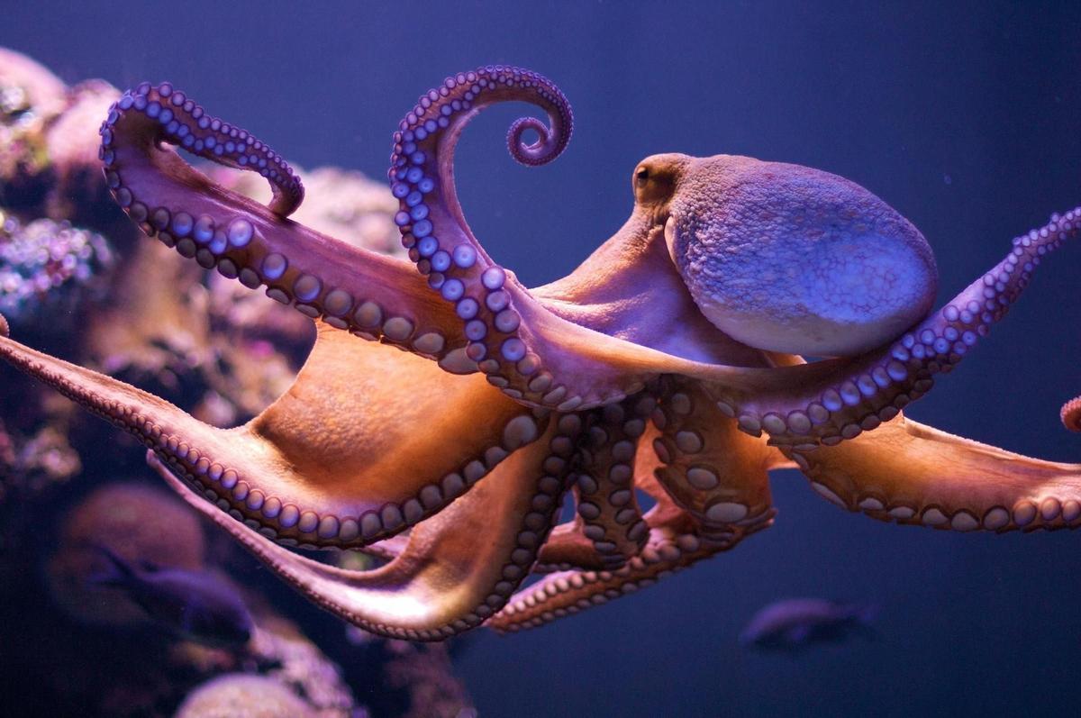 Pulpo