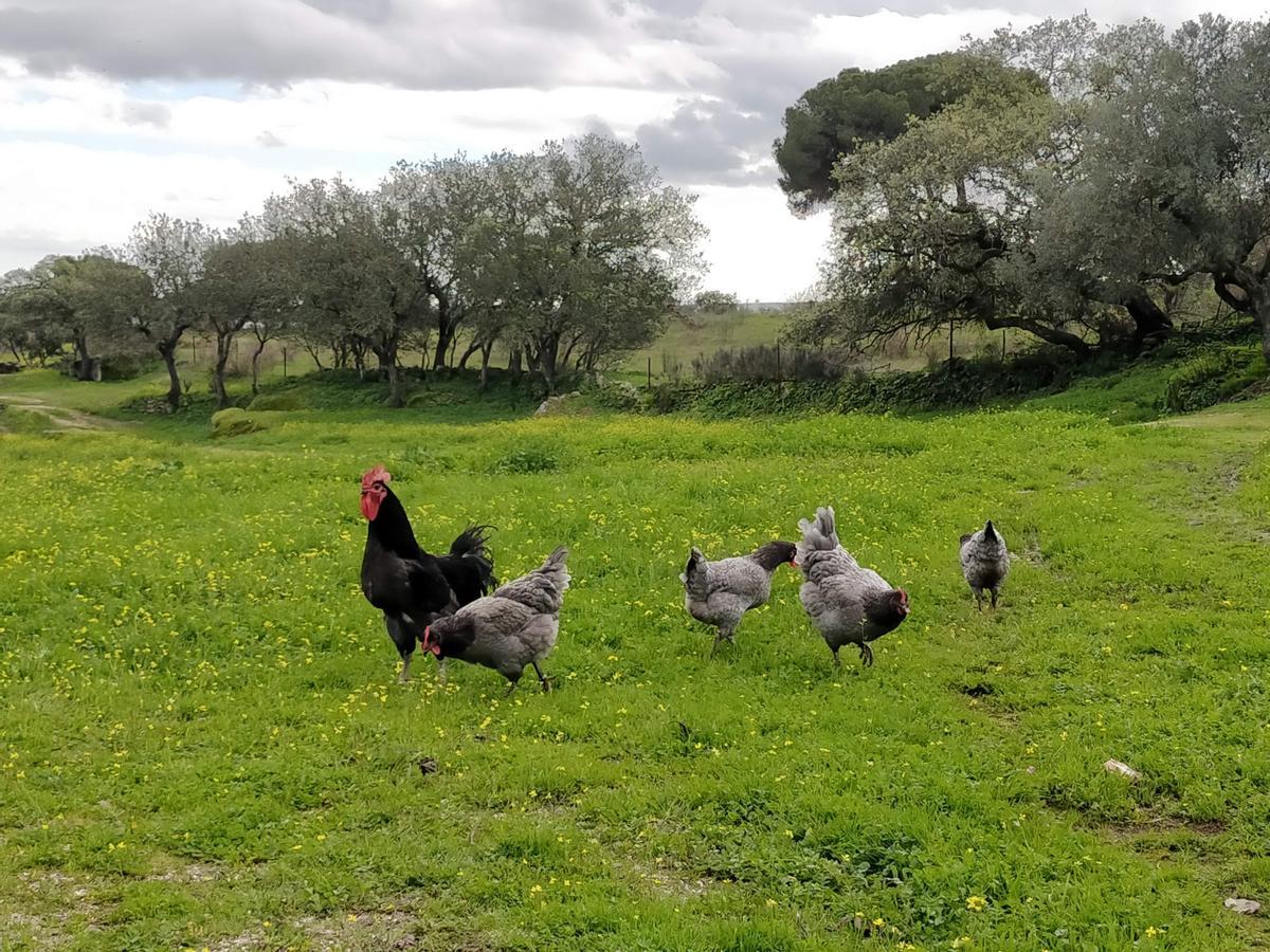 Ejemplares de Gallina Azul Extremeña en la dehesa.