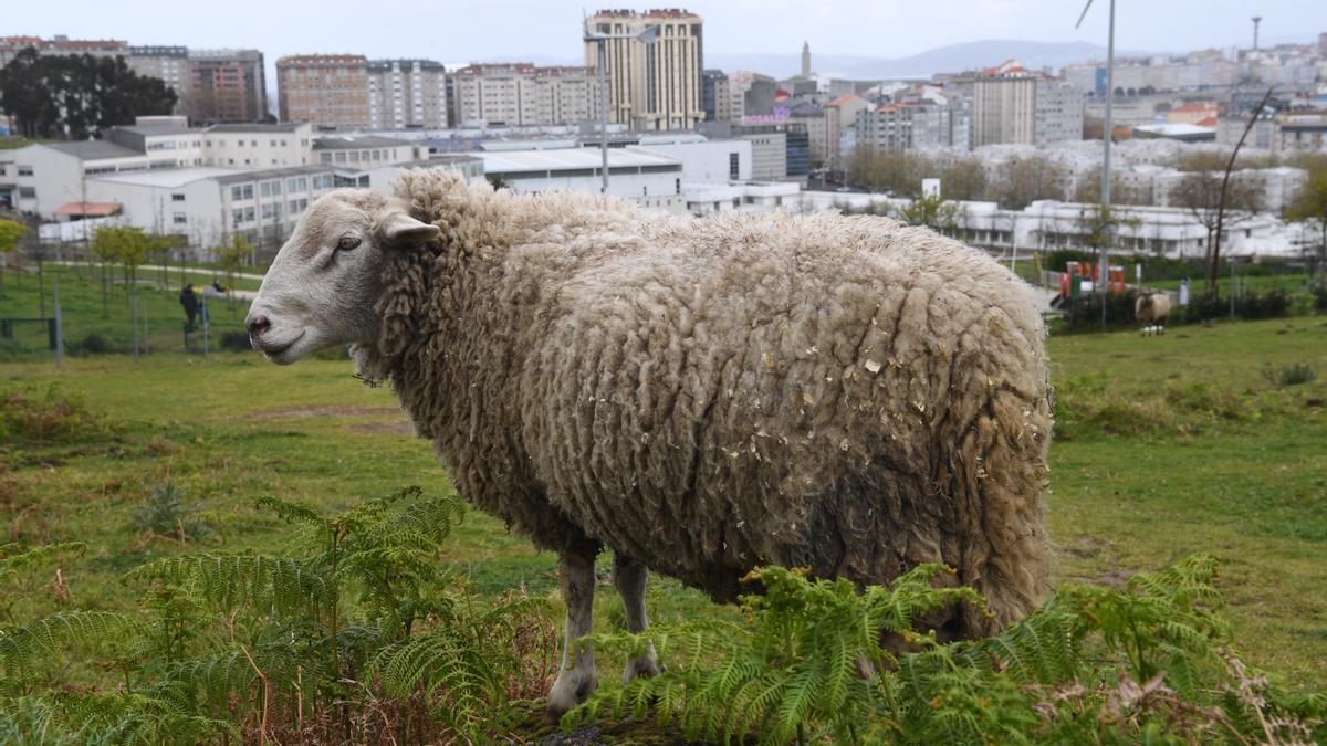 Luis Maceiras, Ángel Vázquez y sus animales