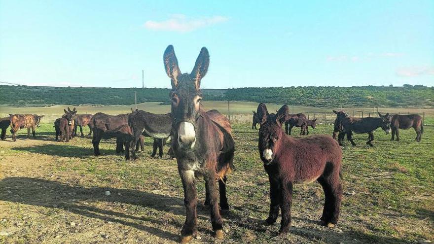 Leche de burra zamorana, un valor en alza