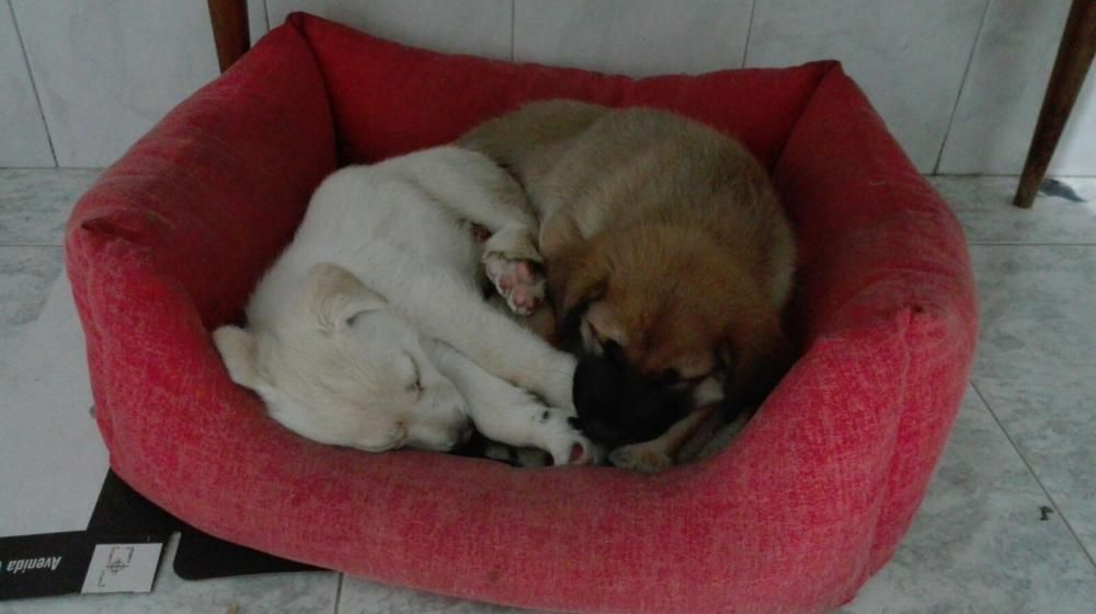 Cachorros abandonados en O Morrazo buscan un hogar