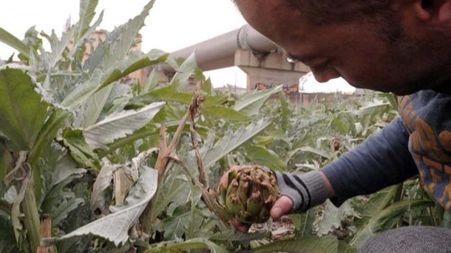 Las heladas arrasan habas y alcachofas y el deterioro por el frío frena su exportación