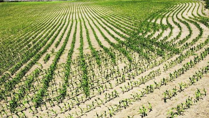 Plantación de maíz, en Tapia de Casariego. / miki lópez